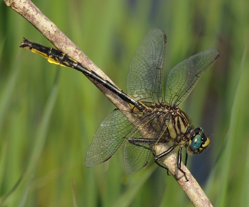 Male
22 Apr 2010  Telfair